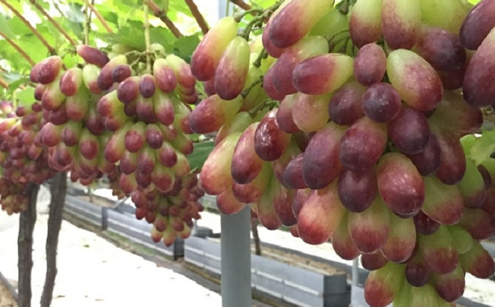 皮ごと食せ、グラデーションが美しいマニキュアフィンガー