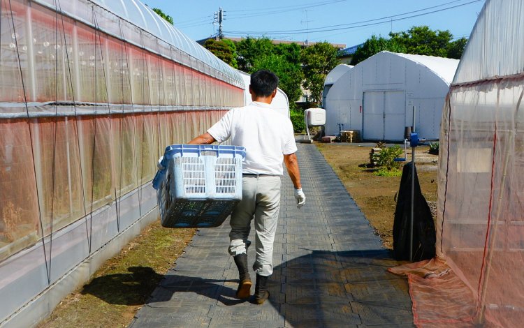 農産物の国際基準GLOBALG.A.P.  (グローバルギャップ)を取得