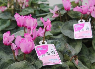 東京産のシクラメン「みず穂の香」