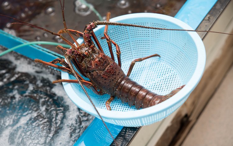 とれたての魚介類を選べちゃう