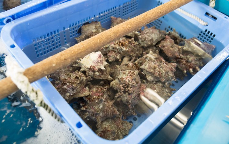 とれたての魚介類を選べちゃう