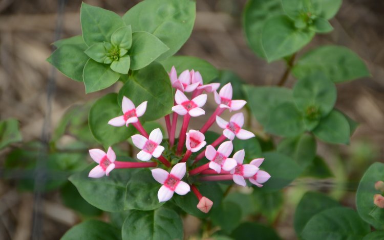大島のブバルディア栽培