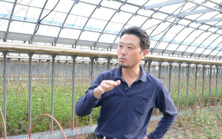 大島のブバルディア栽培