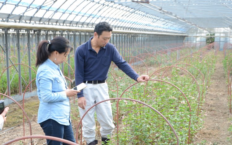大島のブバルディア栽培
