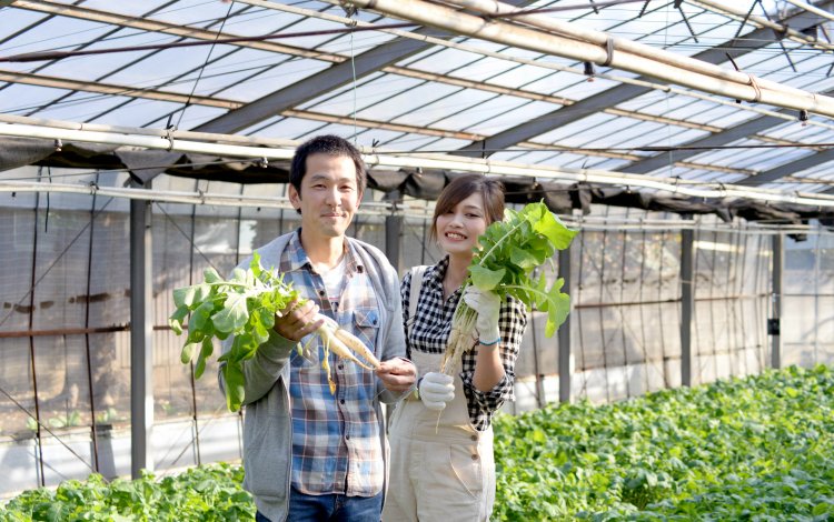 日本一小さくて真っ白な大根をこの手で！