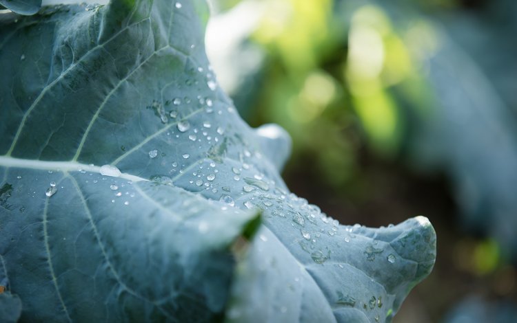 野菜を育てるのがとにかく好き