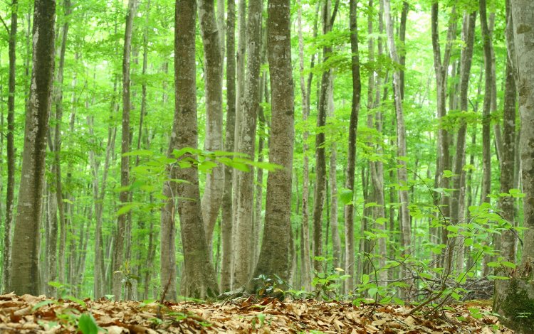 原木栽培で森を守る