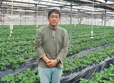 東京練馬産の完熟イチゴ