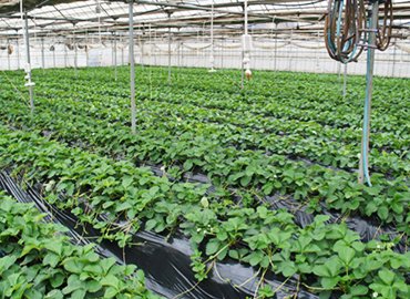 東京練馬産の完熟イチゴ