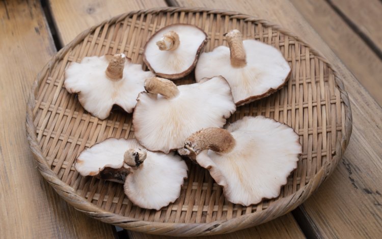 おいしいシイタケの見分け方