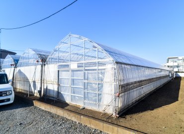 東京練馬産の完熟イチゴ