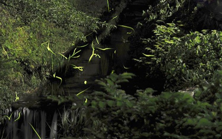 沢とホタル