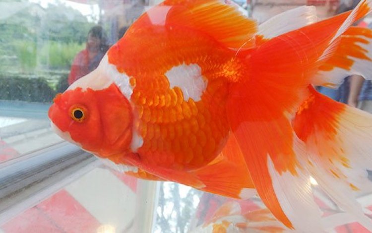 江戸川区特産の金魚