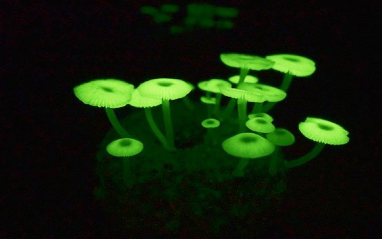光るキノコ