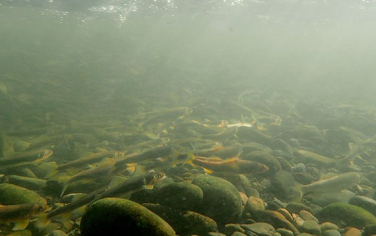 ヤマメ・アユの産卵