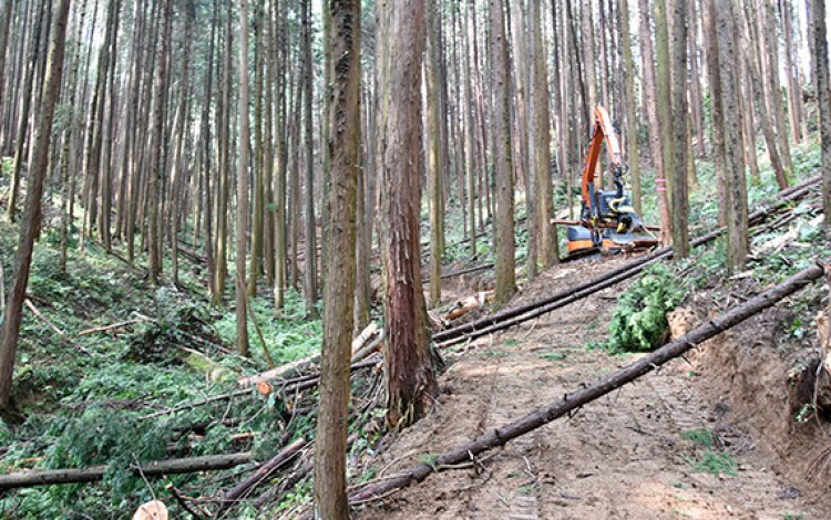 林業の風景