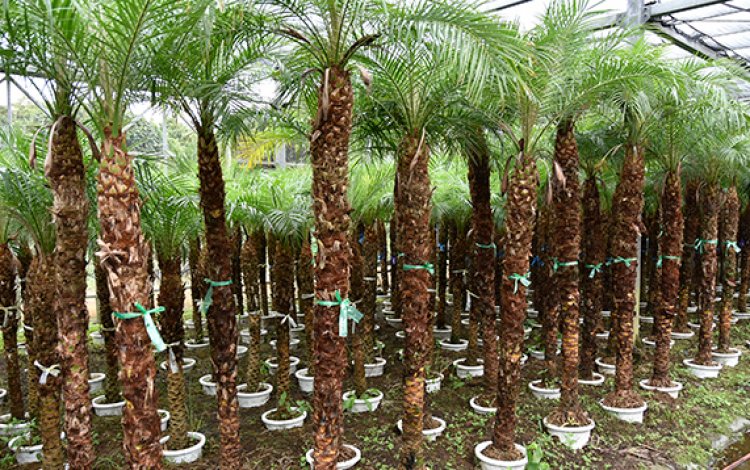 フェニックス･ロベレニー