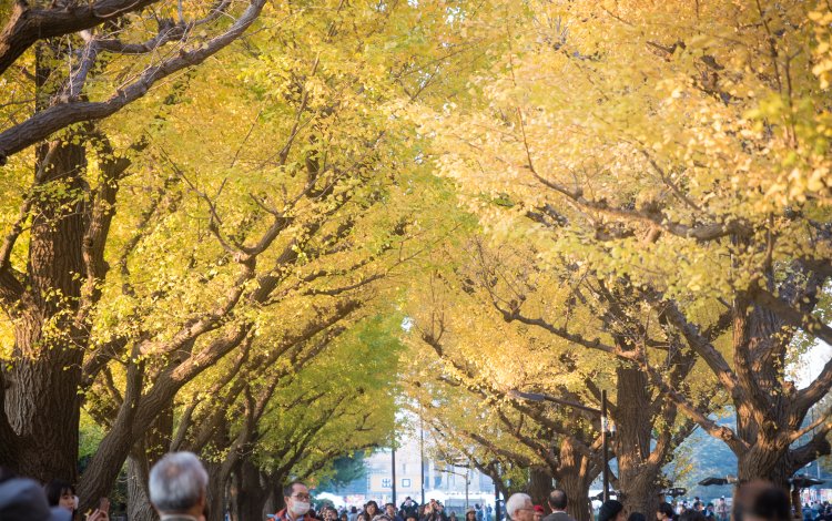 秋の深まりを感じる都会の大イチョウ