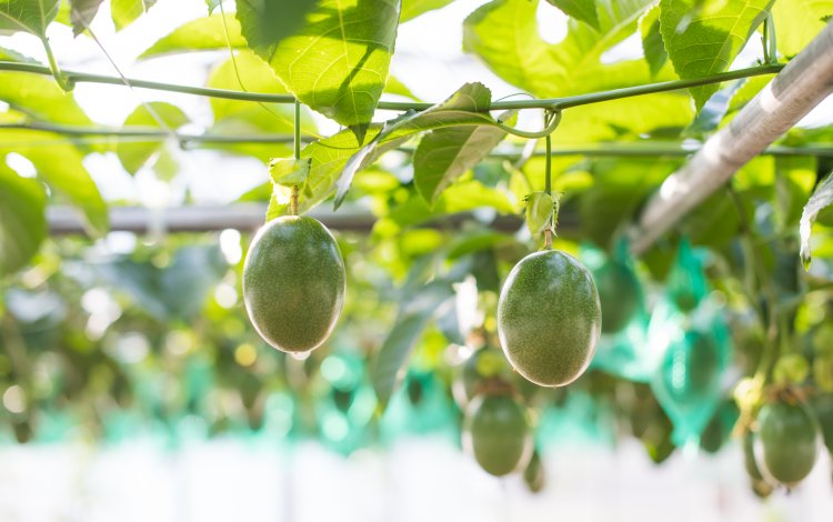 小笠原の農作物の栽培方法を研究