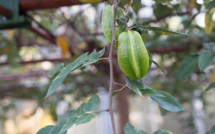 熱帯果樹展示ハウスでは、スターフルーツが豊作！