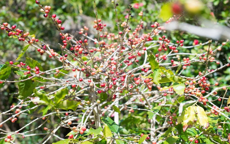珍しい国産のコーヒーを自分で手作りできる！