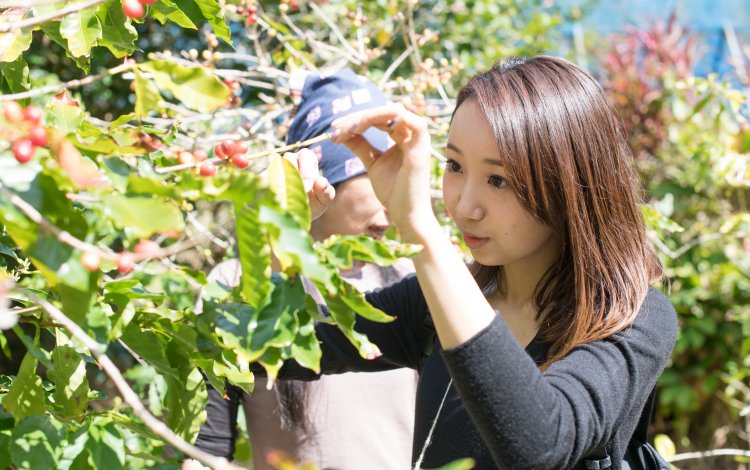珍しい国産のコーヒーを自分で手作りできる！