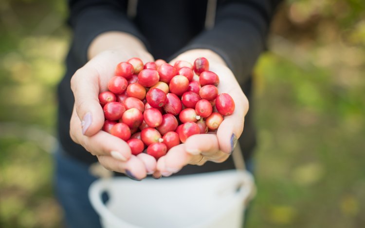 珍しい国産のコーヒーを自分で手作りできる！