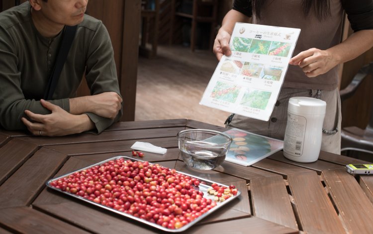 1杯分のコーヒーの実を収穫するのは大変