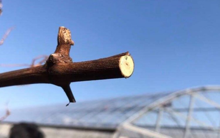 東京で初めてのワイナリー