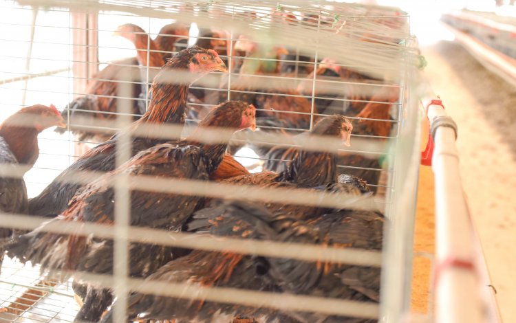 養鶏で自由に生きる