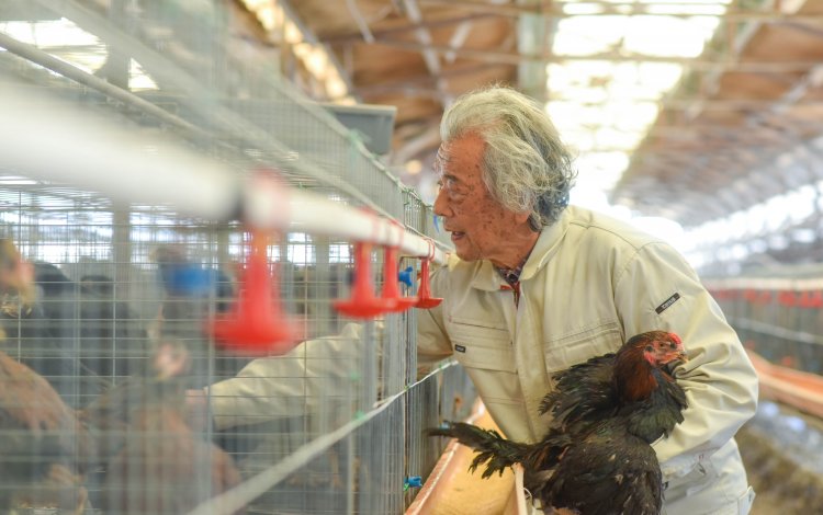 養鶏で自由に生きる