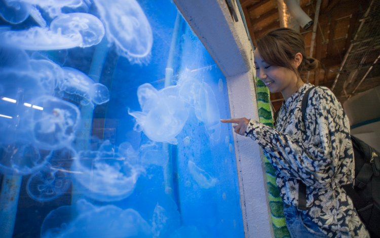 小笠原唯一の水族館に夢中になるひと時