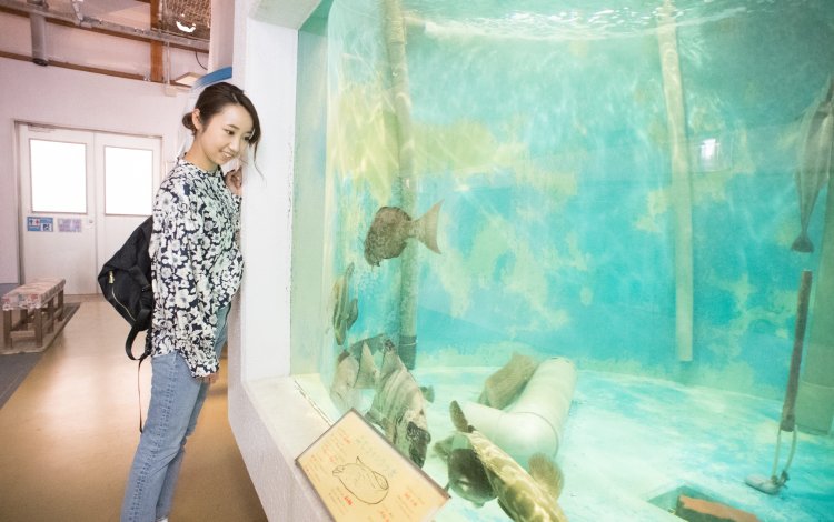 小笠原の海洋生物の研究をもとに漁業を支援