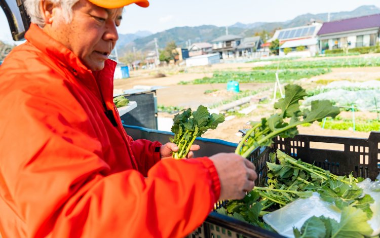 江戸から伝わる伝統野菜