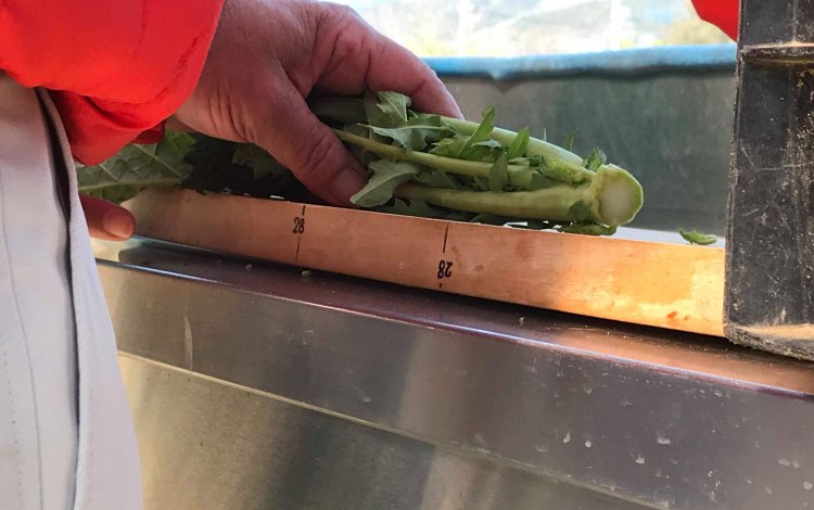 江戸から伝わる伝統野菜