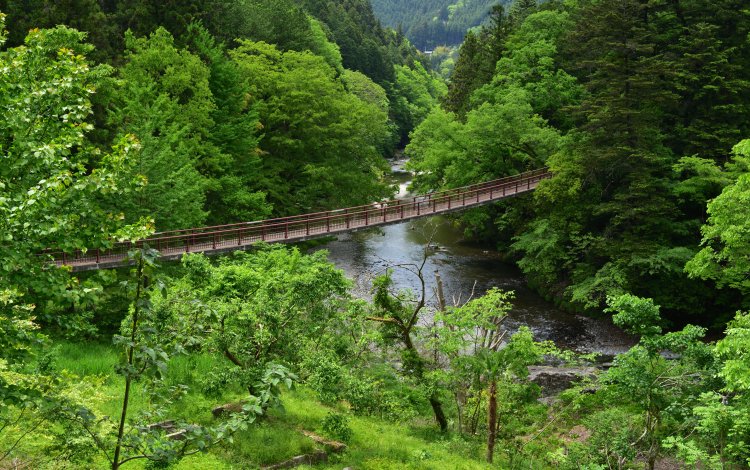 東京の林業を支える多摩エリア！