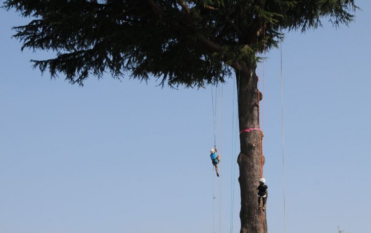 立川の大木でツリークライミング