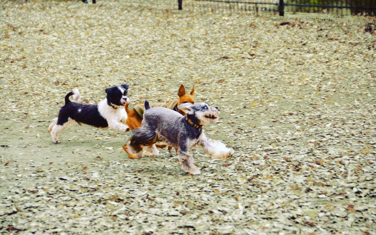 愛犬を連れて都会の冬を楽しむ