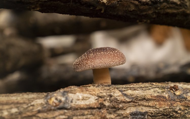 冬に最盛期を迎える原木シイタケ栽培