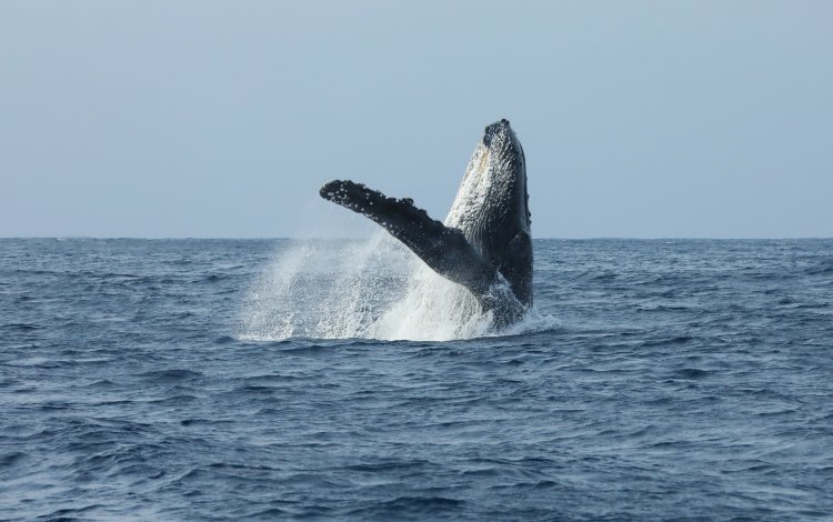 ダイナミックなジャンプ！