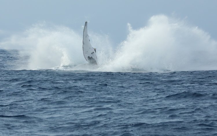 Breach（ブリーチング）