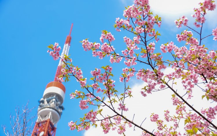 桜の都トウキョウ