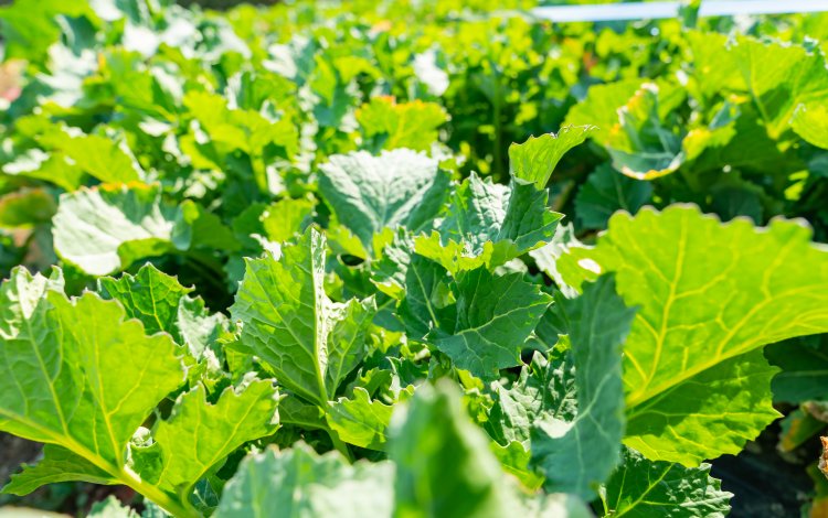 春を告げる野菜ノラボウナ