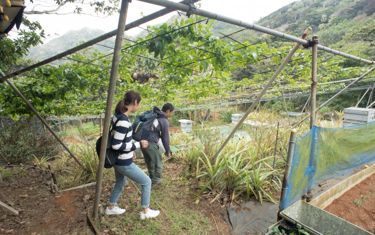 島の外に出ることがほとんどない、貴重な島ハチミツ