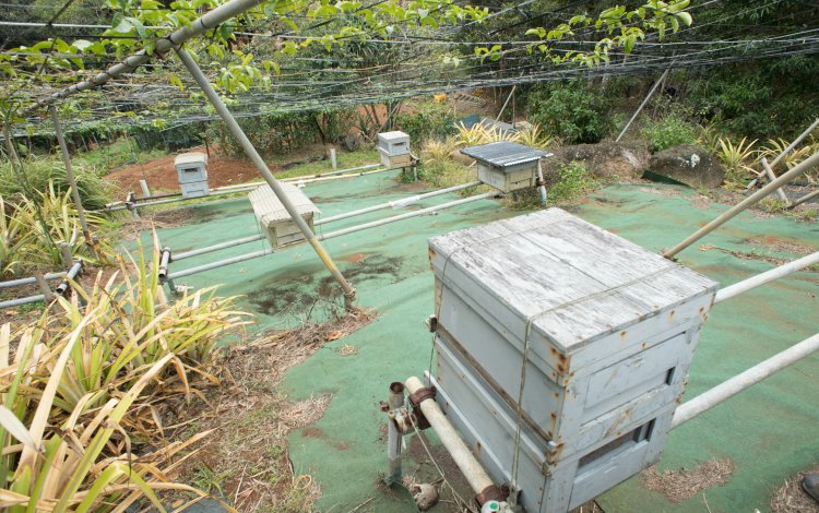 世界遺産の中にポツンとある農園を借りて始めたハチミツ作り