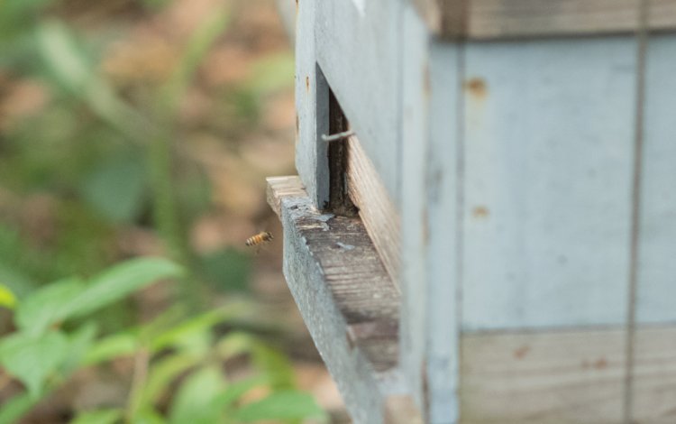 女王バチが変わるとハチの性格が変わる!?