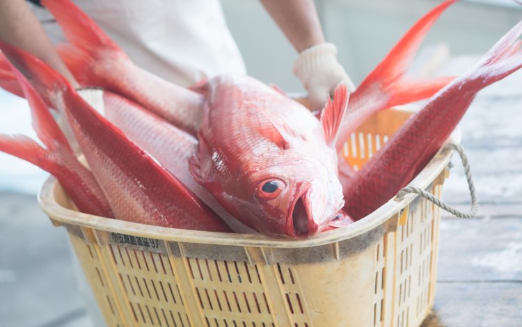 父島の漁師が狙うメカジキは、若手漁師にチャンスを運んでくれる魚