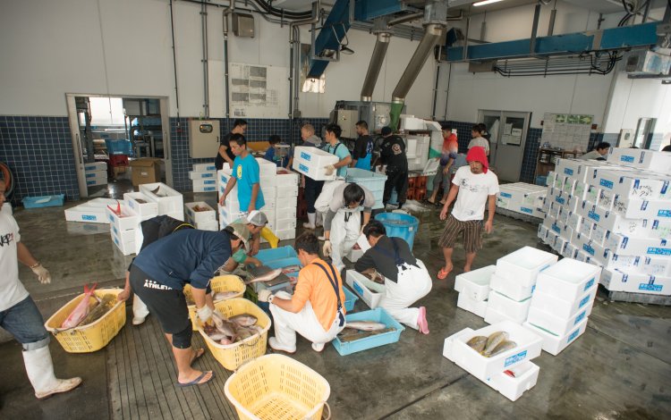 1回の量で1トンが普通、次々に運ばれる魚たち