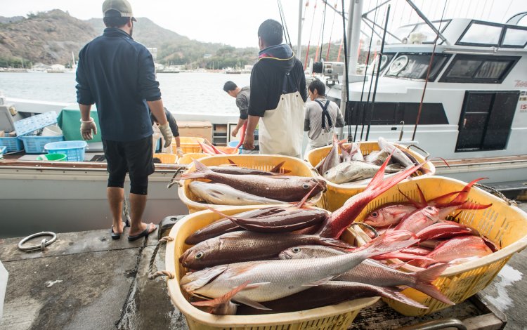 1回の量で1トンが普通、次々に運ばれる魚たち