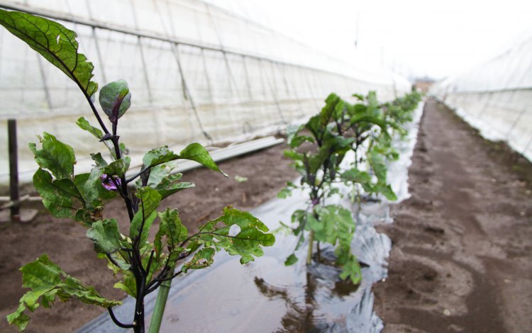 家業を継ぐために経験を積む